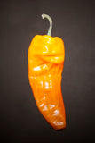 Yellow Chilcosle Chile