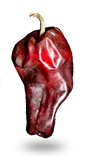 Red Chilhuacle
